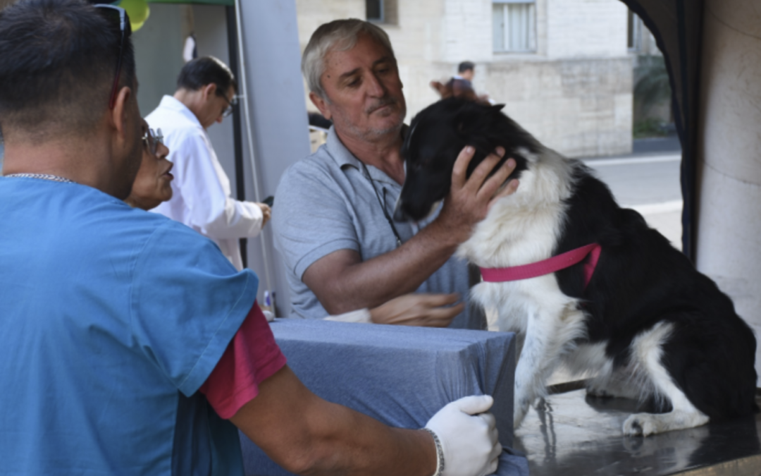 Retoman el programa de esterilizaciones barriales