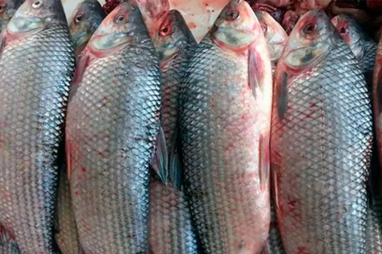 Incautaron 8000 kilos de pescado en Ruta 12 que tenían destino en Victoria