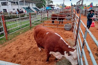 Este año no habrá Exposición Rural en Concordia