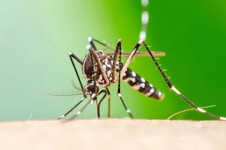 Posinle caso de chikungunya en Concordia