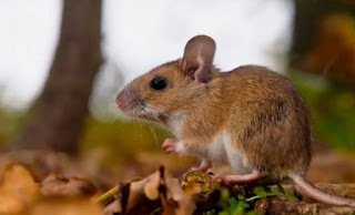 Hantavirus en Entre Ríos: La provincia registra la mayor incidencia del país y la letalidad ya alcanzó el 50%