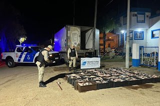 Decomisaron más de una tonelada de pescados por un valor de cinco millones de pesos
