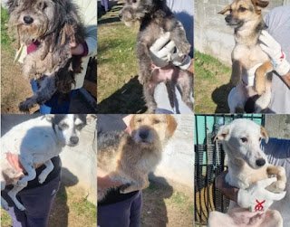 Maltrato animal: rescataron 17 perros de una vivienda en Concordia