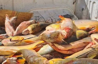 Guías de pesca denuncian que la depredación amenaza al “principal” recurso turístico de Concordia