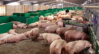 Productores porcinos entrerrianos manifestaron preocupación por el ingreso de bondiola brasileña