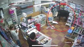 Insólito: una vaca deambuló por las calles de Concordia y entró en una librería