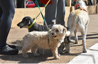 Jornada de vacunación antirrábica por el día del Animal