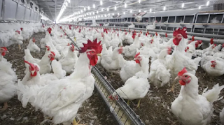 Confirman caso de influenza aviar y suspenden exportaciones