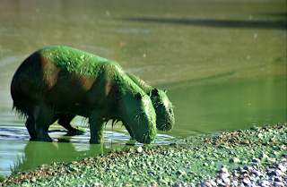 Carpinchos afectados por la floración algal en el embalse de la represa de Salto Grande