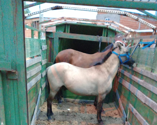 Secuestro de caballos en carrera clandestina