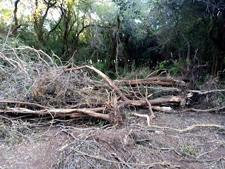 Denuncian desmonte en la selva en galería del río Uruguay para construir camping
