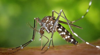 Confirmaron un nuevo caso de dengue en Entre Ríos