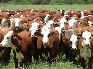 La ganadería entrerriana revela una mejora de sus índices productivos