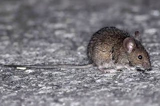 Salud emitió recomendaciones para prevenir el hantavirus y la leptospirosis en Entre Ríos