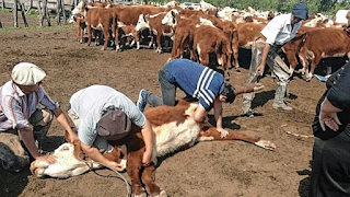 Farer rechazó la flexibilización de la vacunación contra la aftosa y alertan por riesgos sanitarios