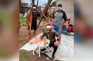 Faenaron el ciervo que fue perseguido, se fotografiaron con los restos y los comieron en un asado