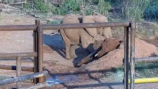 Pupy estuvo 35 años en cautiverio y seis meses de libertad: murió en Brasil