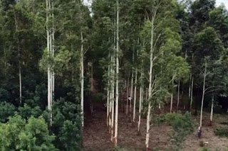 Accidente laboral en Concordia. Un hombre cayó de un árbol y fue internado
