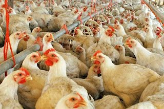 Influenza aviar en Entre Ríos: confirman caso positivo en aves de traspatio y activan protocolo sanitario