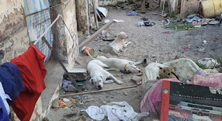 Rescataron 11 perros y un conejo en allanamiento por presunto “maltrato animal”