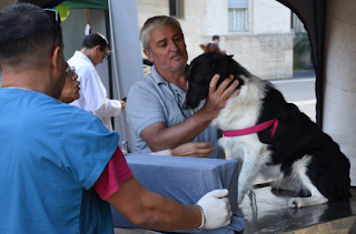 Retoman el programa de esterilizaciones barriales