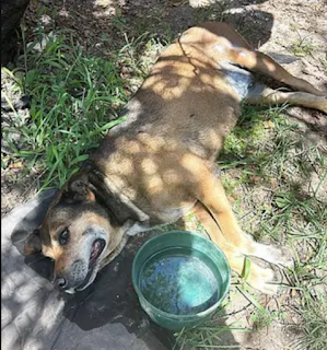Nogoyá: joven que atropelló a un perro deberá realizar tareas comunitarias