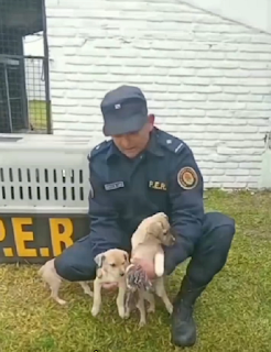 La Policía de Concordia incorporó tres nuevos cachorros a la Sección Canes y lanza convocatoria para elegir sus nombres