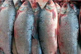 Incautaron 8000 kilos de pescado en Ruta 12 que tenían destino en Victoria