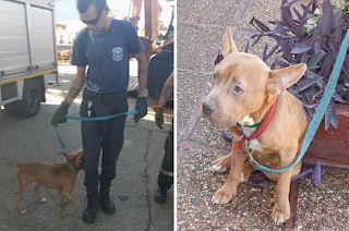 Veterinaria municipal participó de un operativo para rescatar un perro abandonado