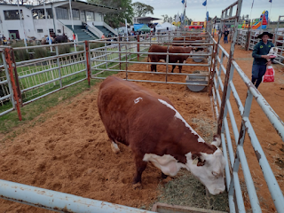 Por segundo año consecutivo Concordia no tendrá su  Exposición Rural