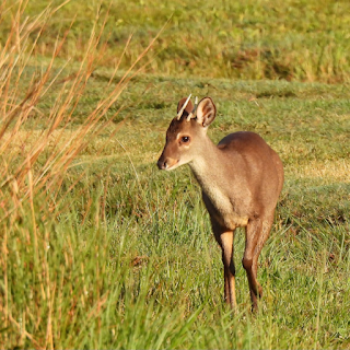 Presentan proyecto para declarar al Mercosur libre de tráfico de fauna y trofeos de caza
