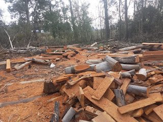 Estancia Grande: Investigan un presunto robo millonario de madera en terrenos públicos