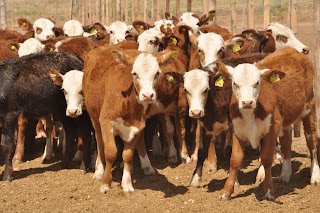 El Gobierno nacional derogó la prohibición de exportar ganado vacuno en pie con destino a faena